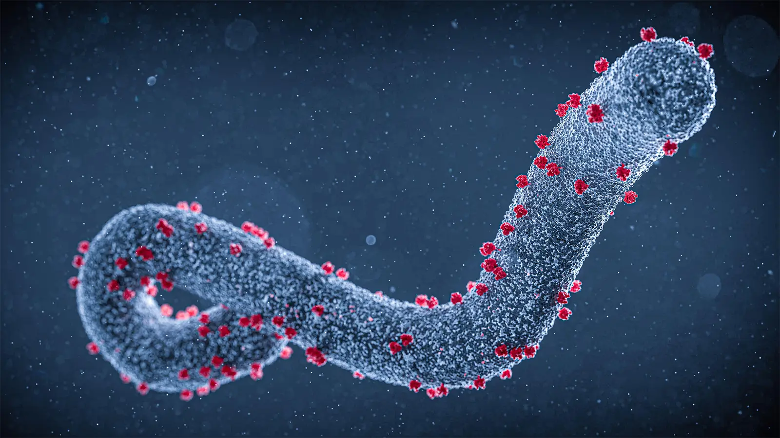 ¿Qué Sabemos Sobre La Enfermedad Por El Virus De Marburg?